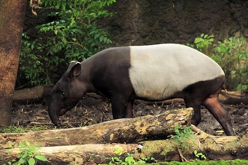 Asian tapir in Safari bali zoo